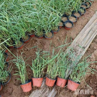 高度60厘米芦苇小苗