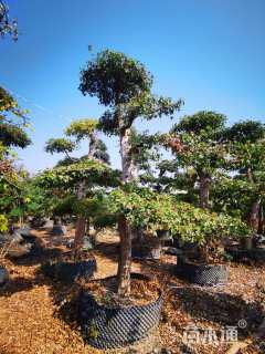 20公分造型三角枫