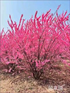 高度300厘米丛生榆叶梅