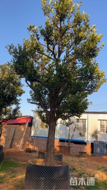 高度403厘米纽荷尔脐橙