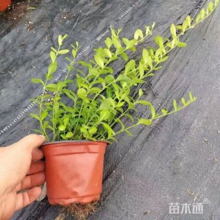 20厘米扶芳藤