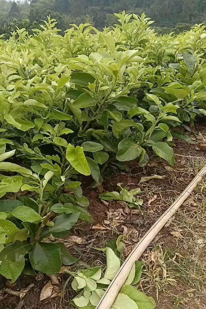高度30厘米柠檬