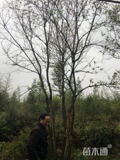 40公分(3杆)丛生乌桕