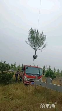 8公分山桃