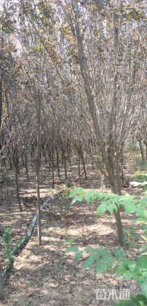 5公分紫叶李