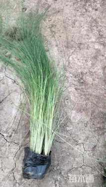 高度25厘米细茎针茅