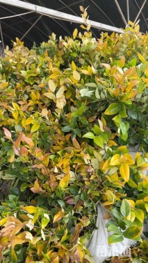 高度40厘米金叶女贞小苗