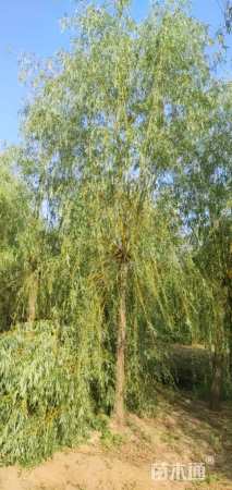 15公分金丝垂柳