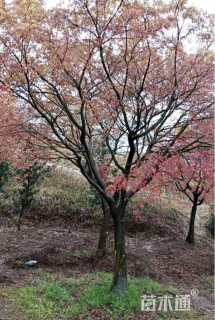 16公分日本红枫	