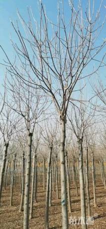 10公分金叶白蜡