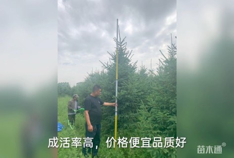 高度280厘米云杉