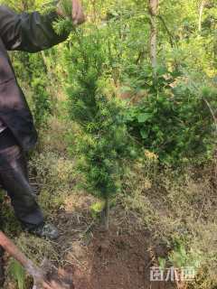 2公分红豆杉