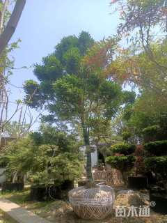 高度350厘米黄杨