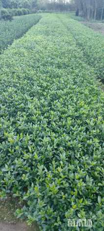 高度45厘米小叶栀子