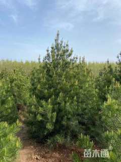 高度450厘米白皮松