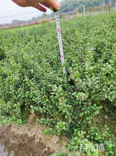 高度35厘米龟甲冬青