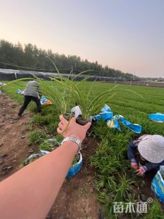 高度30厘米萱草