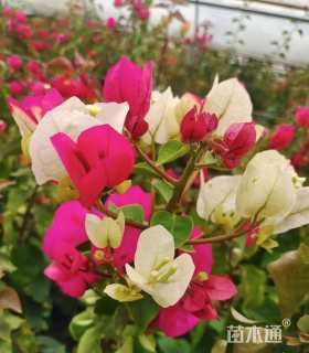 高度8厘米三角梅