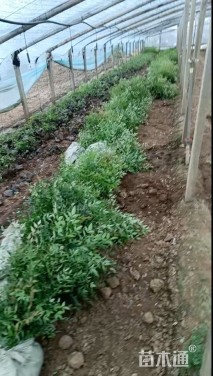 高度60厘米南天竹