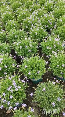 高度20厘米彩星花