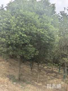 30公分香樟