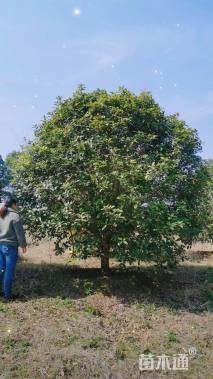 20公分桂花