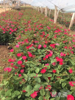 高度30厘米丰花月季