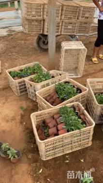 高度25厘米天蓝鼠尾草