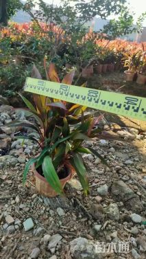 高度100厘米朱蕉