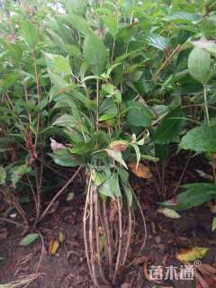 高度100厘米红王子锦带球