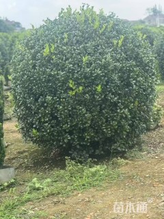 冠幅200厘米海桐球