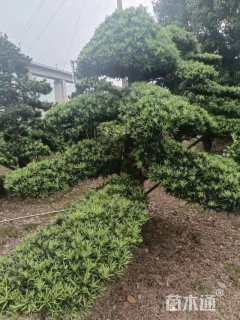 移栽苗造型罗汉松
