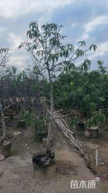 10公分水蜜桃