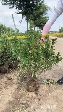 高度80厘米卫矛