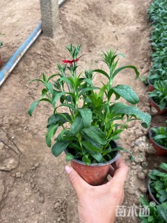 高度20厘米石竹