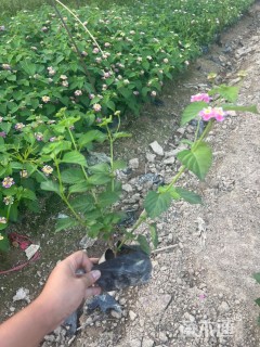 高度25厘米马缨丹