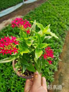 高度20厘米五星花