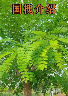 15公分国槐