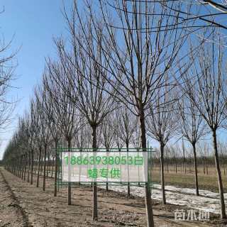 13公分白蜡