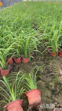 高度25厘米大花萱草