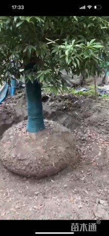 20公分金丝楠木