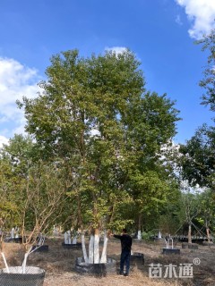 60公分(5杆)丛生乌桕