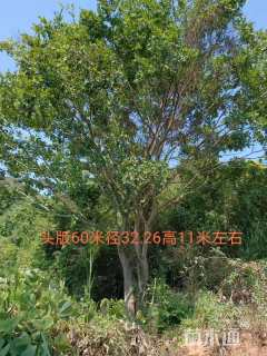 60公分朴树