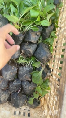 高度15厘米松果菊