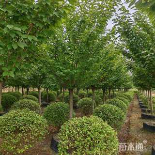 11公分樱花