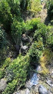 高度40厘米瓜子黄杨