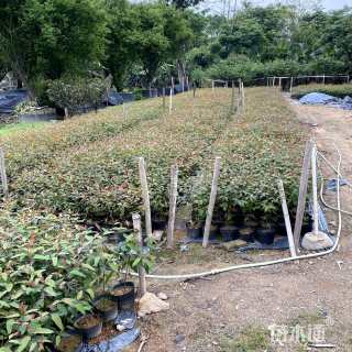 20公分桉树
