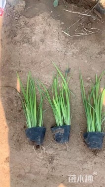 高度40厘米射干