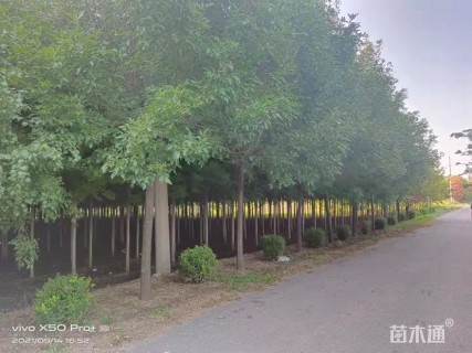 10公分红枫