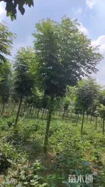 7公分栾树